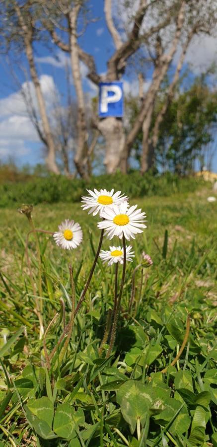 La Dolce Vita Castelfidardo Εξωτερικό φωτογραφία